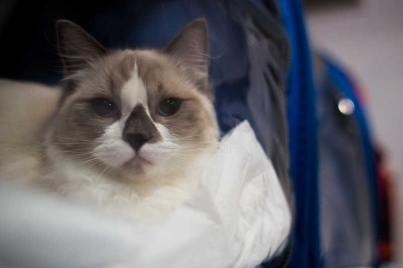 &quot;Зважений і пухнастий&quot;: кот Кекс выиграл битву гигантов на выставке в Киеве